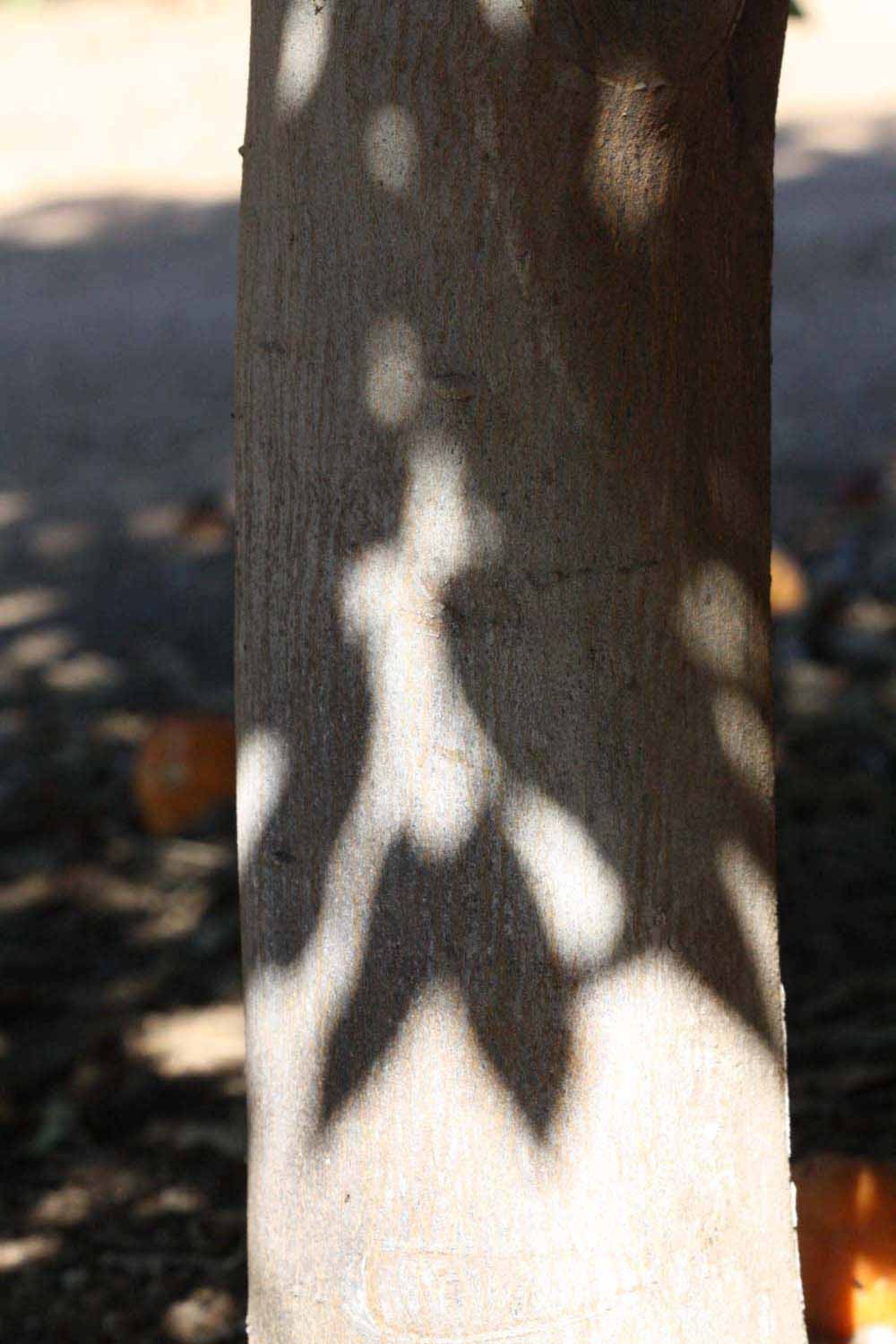            Bark (Riverside, CA)   